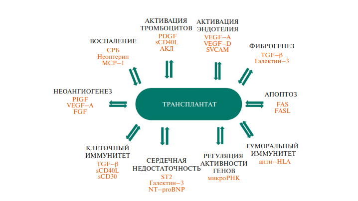 Рис. 8. Концепция многофакторности физиологии и патологии сердца и сердечного трансплантата: биомаркеры и их биологическая роль: АКЛ – антитела к кардиолипину; анти-HLA – антитела к антигенам главного комплекса гистосовместимости HLA; СРБ – С-реактивный белок; FAS – трансмембранный белок, участвующий в апоптозе; FASL – белок, связывающийся с FAS-рецептором и индуцирующий гибель клеток; FGF – фактор роста фибробластов; МСР-1 – моноцитарный хемоаттрактантный протеин-1; NT-proBNP – N-терминальный пропептид мозгового натрийуретического пептида; PDGF – тромбоцитарный фактор роста; PlGF – плацентарный фактор роста; sCD40L – растворимый лиганд CD40; sCD30 – растворимая форма белка CD30; ST2 – стимулирующий фактор роста 2; SVCAM – сосудистые молекулы адгезии; TGF-β – трансформирующий фактор роста бета; VEGF-A – сосудисто-эндотелиальный фактор роста A; VEGF-D – сосудисто-эндотелиальный фактор роста D