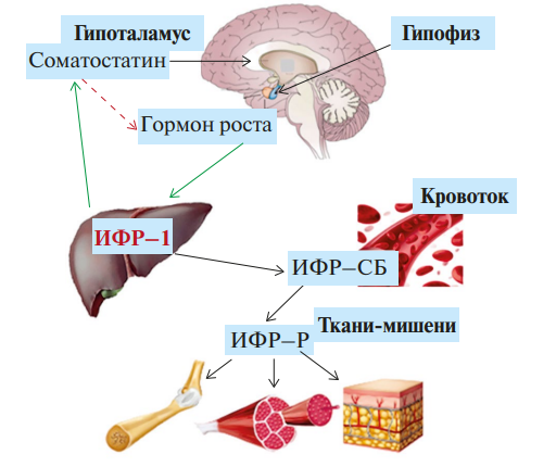Рис. 14. Схема взаимодействия гормона роста (ГР) и инсулиноподобного фактора роста 1 (ИФР-1)